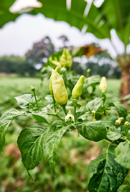 Close-up van verse gele pepers die in de tuin groeien klaar voor oogst