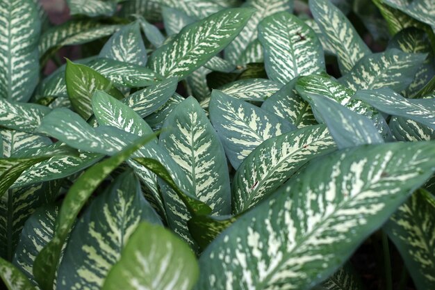 Foto close-up van verse groene bladeren op de plant