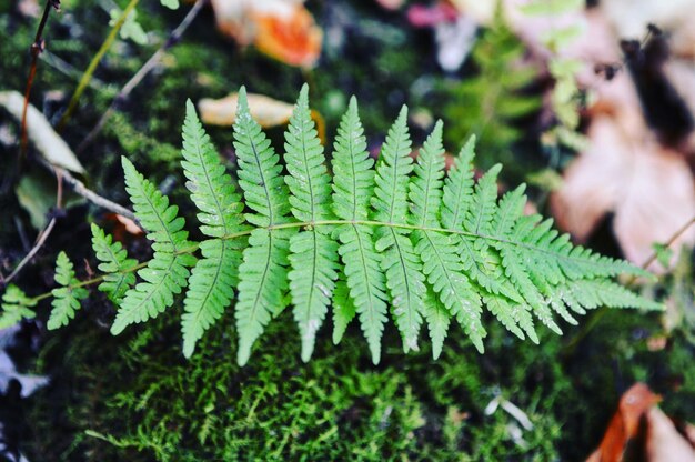 Close-up van verse groene bladeren op de plant