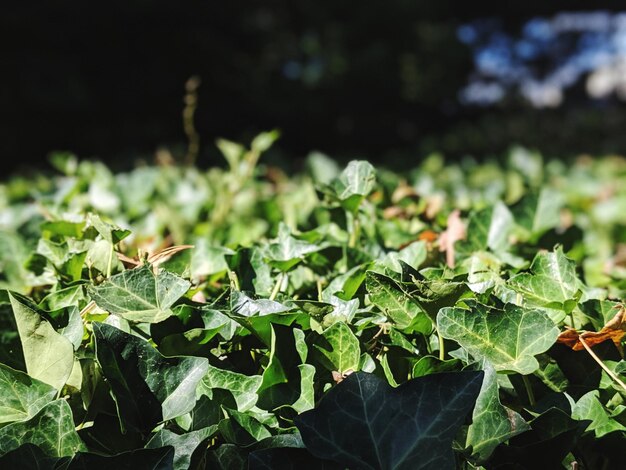 Close-up van verse groene bladeren op een plant in het veld