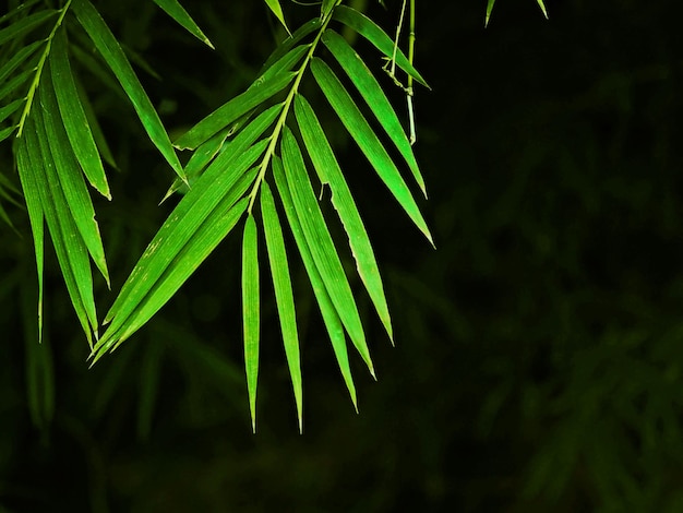 Close-up van verse groene bladeren's nachts