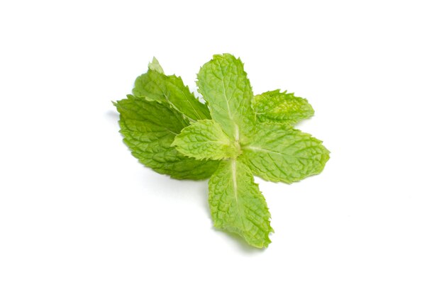 Close-up van verse groene bladeren tegen een witte achtergrond