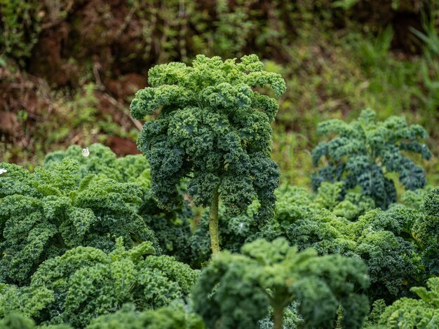 Foto close-up van verse groene bladeren van boerenkool