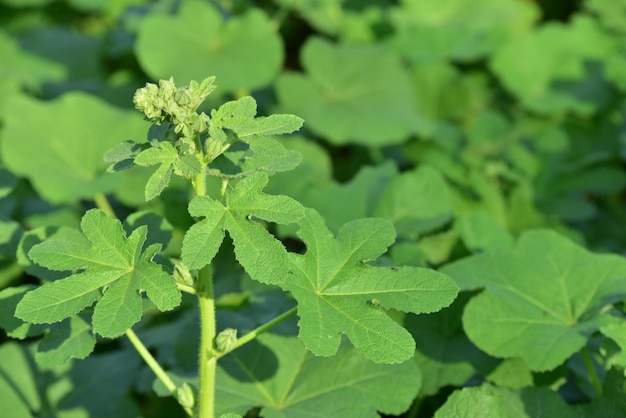 Close-up van verse groene bladeren