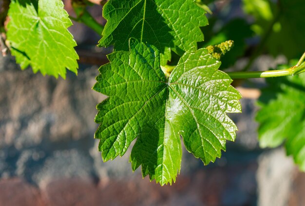 Close-up van verse groene bladeren