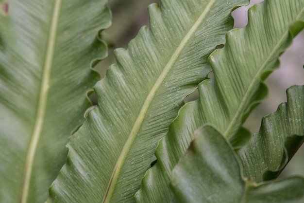 Foto close-up van verse groene bladeren