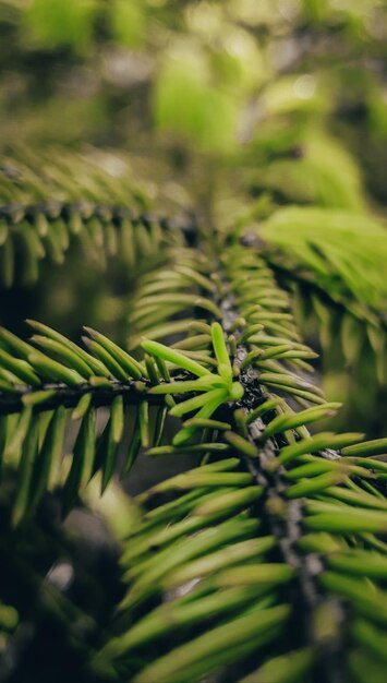 Foto close-up van verse groene bladeren