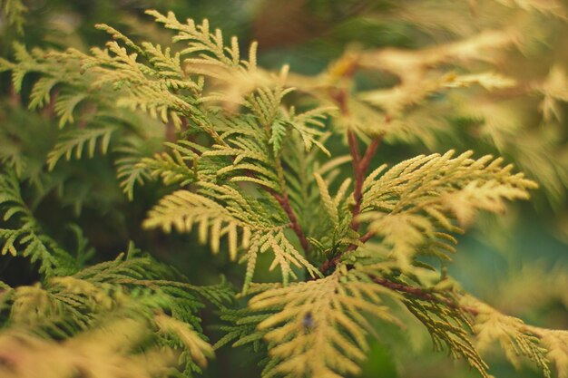 Foto close-up van verse groene bladeren