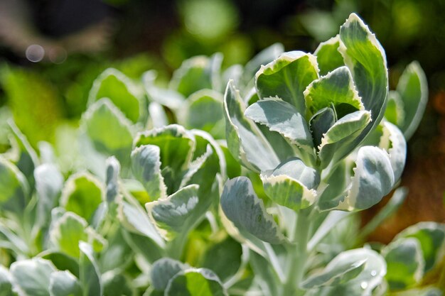 Foto close-up van verse groene bladeren