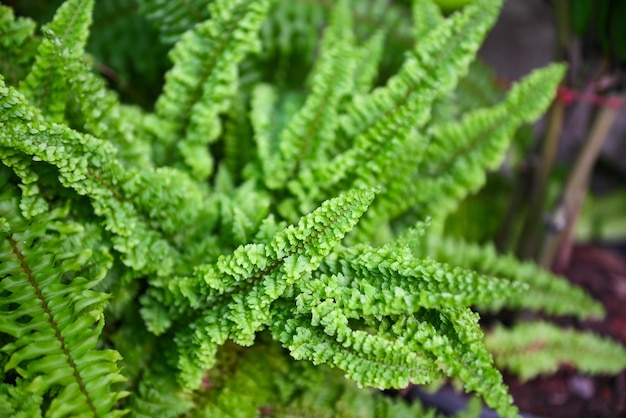 Foto close-up van verse groene bladeren