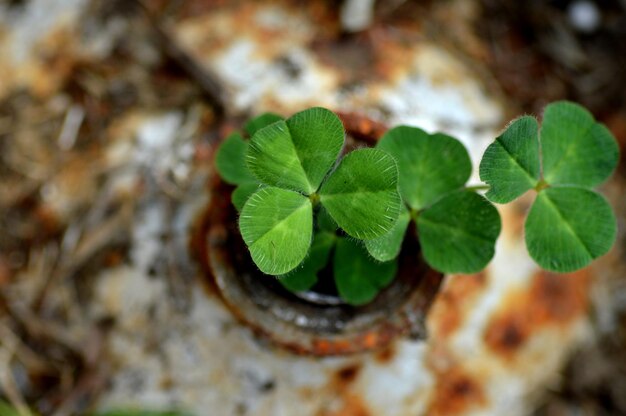 Foto close-up van verse groene bladeren