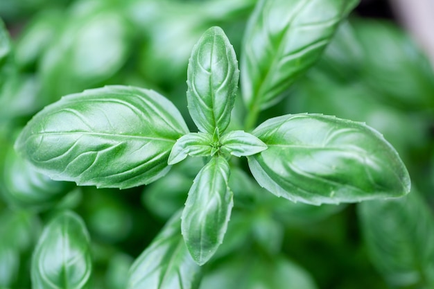 Close-up van verse groene bladeren