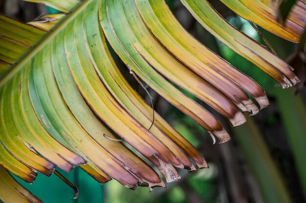 Foto close-up van verse groene bladeren