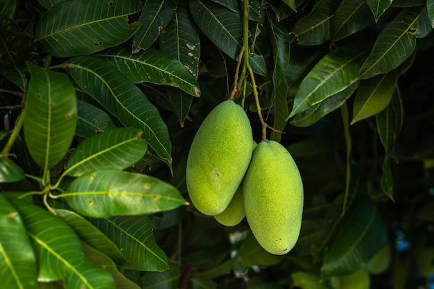Close-up van verse groene mango's die aan de mangoboom hangen in een tuinboerderij met zonlicht achtergrondoogst fruit thailand