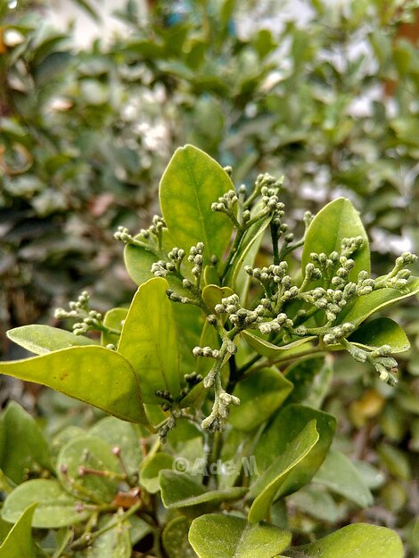 Foto close-up van verse groene planten die buiten groeien