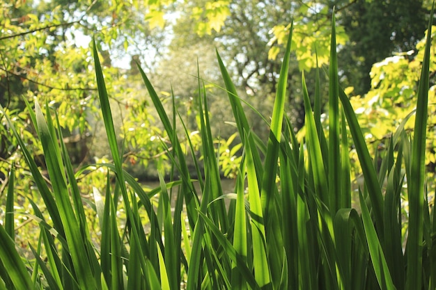 Close-up van verse groene planten die in het bos groeien