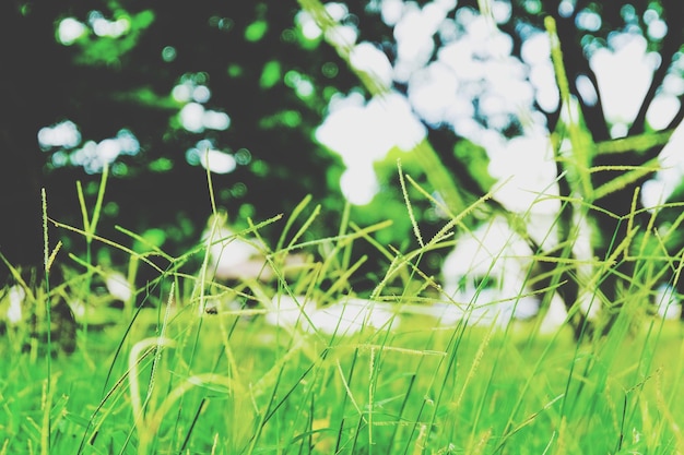 Foto close-up van verse groene planten op het land