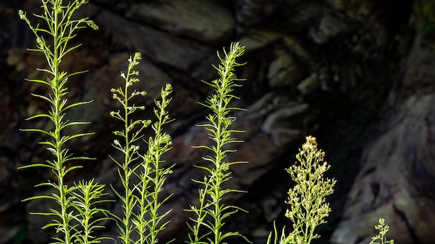 Foto close-up van verse groene planten