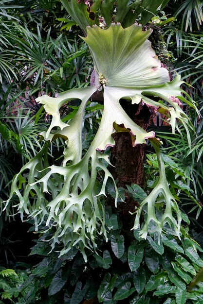 Foto close-up van verse groene planten