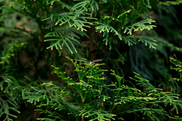 Close-up van verse groene planten