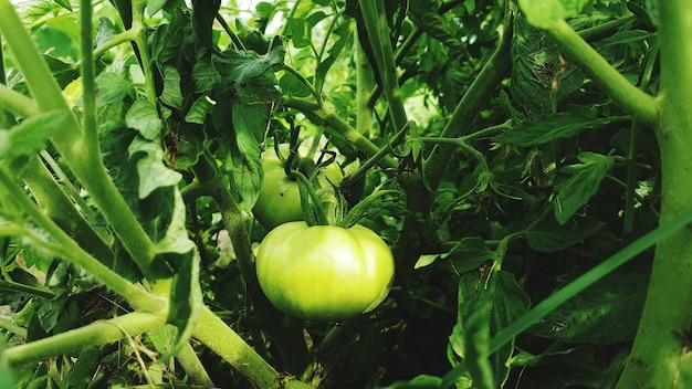 Close-up van verse groene tomaten op de plant