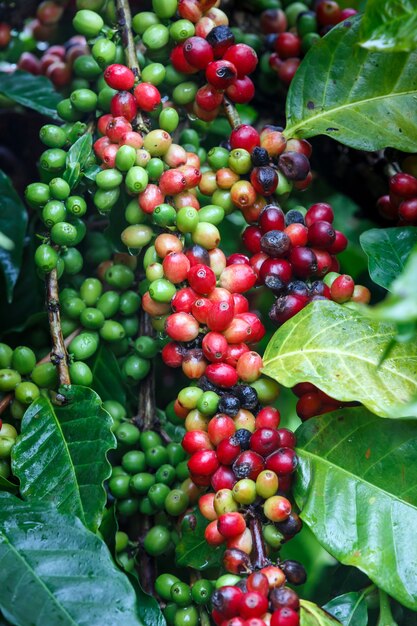 close-up van verse koffie bessen op boom