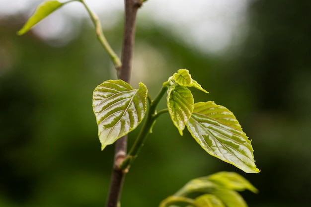 Close-up van verse lente groene bladeren Hovenia dulcis bekend als Japanse of oosterse rozijnenboom