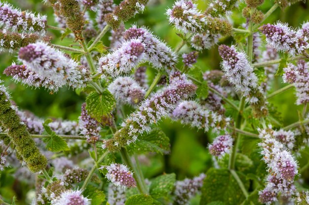 Close-up van verse muntbloemen in de tuin