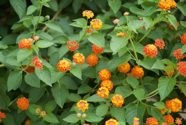 Foto close-up van verse oranje bloemen die bloeien in het park