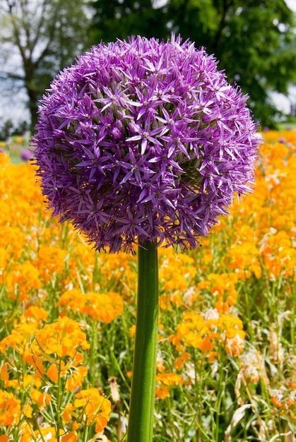 Foto close-up van verse paarse bloemen die in het veld bloeien