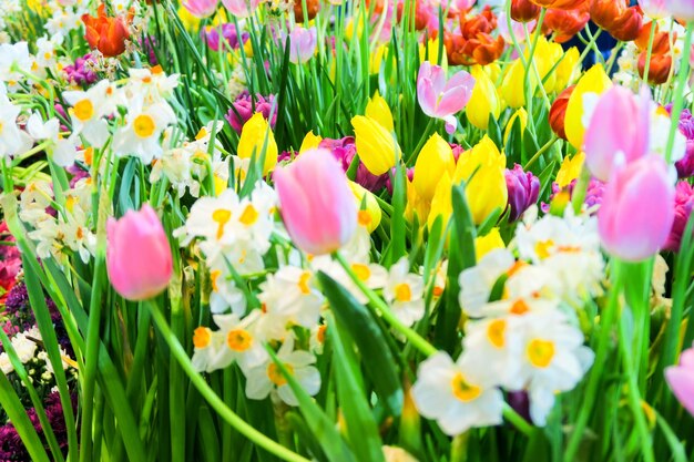 Close-up van verse paarse tulpenbloemen in het veld