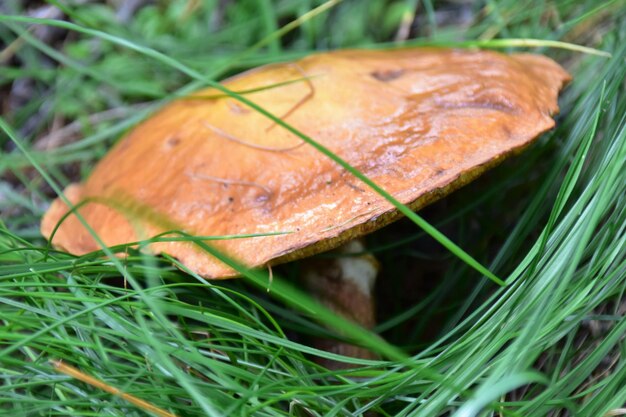 Foto close-up van verse paddenstoelen in het veld