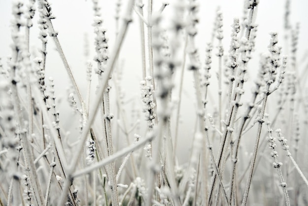 Foto close-up van verse planten op het veld