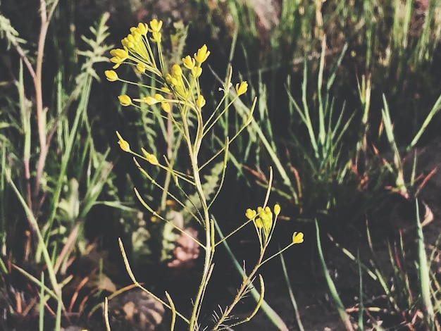 Foto close-up van verse planten op het veld