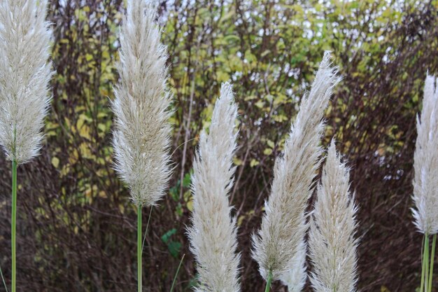 Foto close-up van verse planten