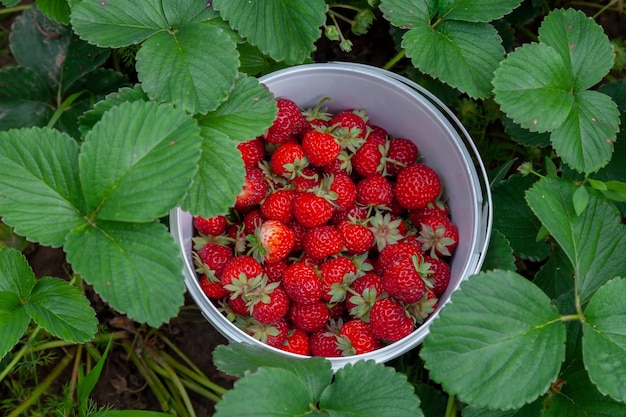 close-up van verse rijpe aardbeien na de oogst in de tuin