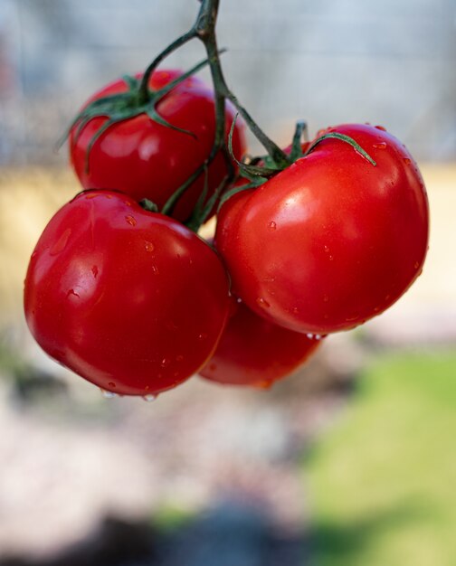 Foto close-up van verse, rijpe tomaten met druppels water erop