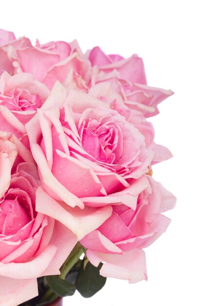 Close-up van verse roze bloeiende rozen geïsoleerd op een witte achtergrond