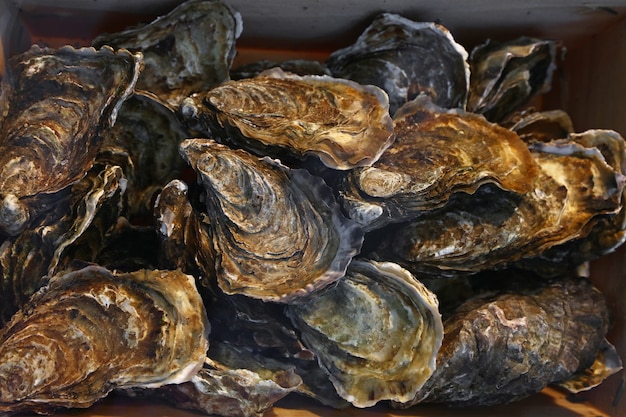 Close-up van verse vangst van rauwe oesters op kleinhandelsvertoning van vissersmarkt, de hoge mening van de hoek