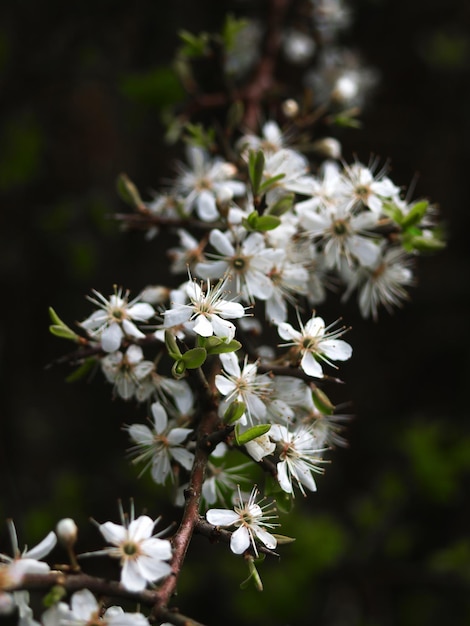 Foto close-up van verse witte bloemen