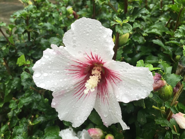 Foto close-up van verse witte hibiscus met waterdruppels die bloeien in de tuin