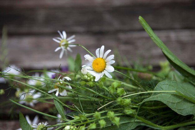 Foto close-up van verse witte madeliefjesbloemen