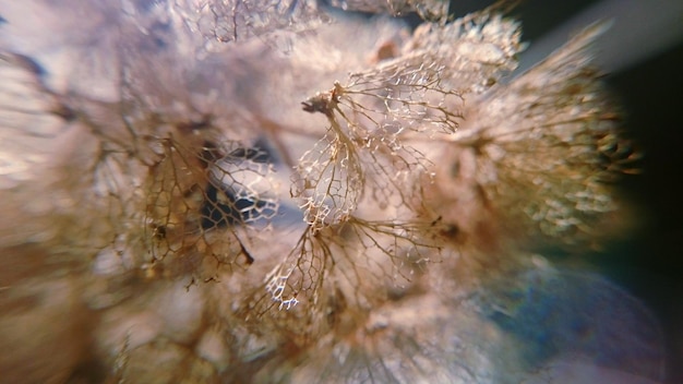 Foto close-up van verwelkte bloemen