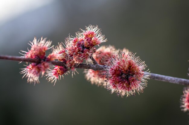 Close-up van verwelkte bloemen