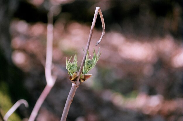 Close-up van verwelkte bloemknoppen in de open lucht