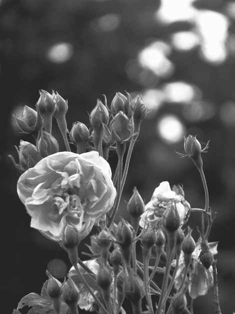 Foto close-up van verwelkte rozen