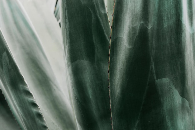 Close-up van vetplanten