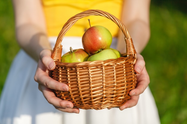 Close-up van vintage mand met biologische appels in handen van de vrouw. tuin oogst. zomer. buitenshuis. vrouw die een grote mand fruit houdt. gezonde levensstijl en eten.