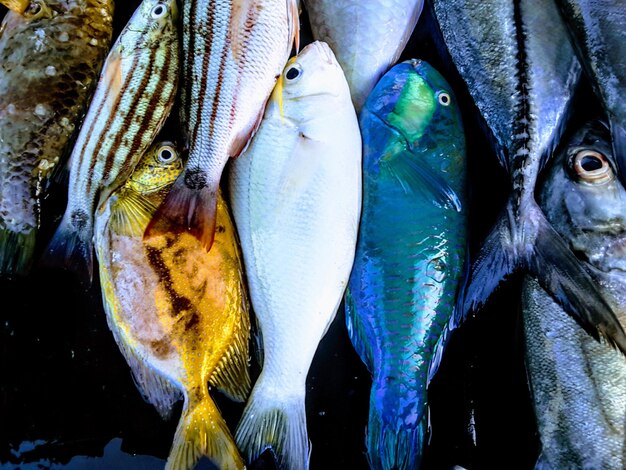 Foto close-up van vis voor verkoop op de markt