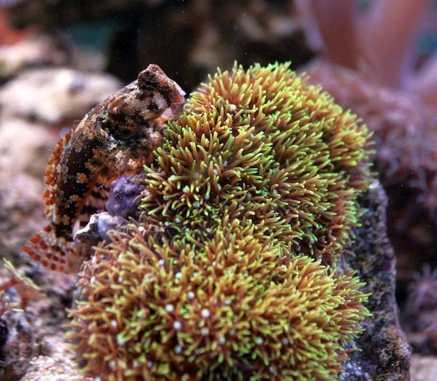Close-up van vissen bij koraal in een aquarium